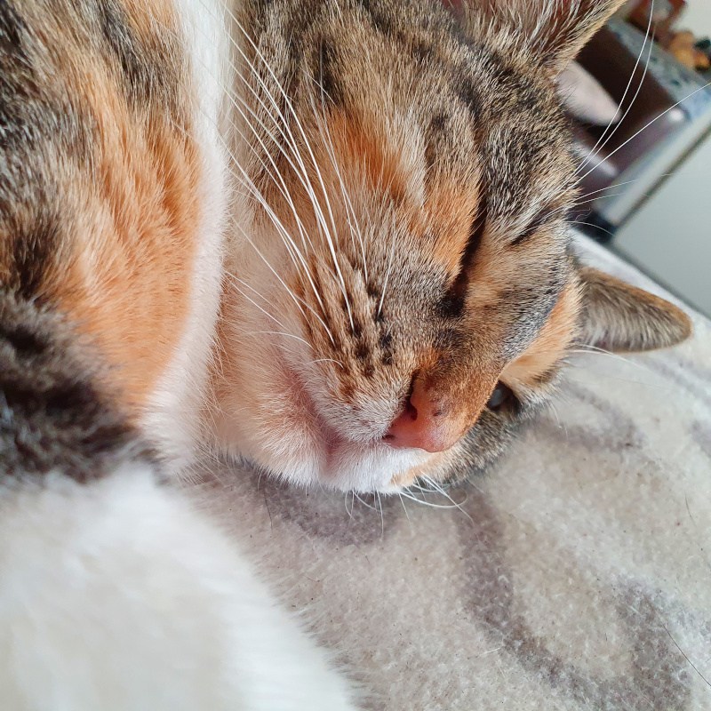 Naturopathe animalier 78 yvelines - Moon