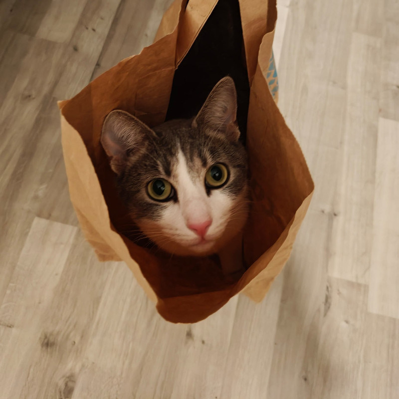 Naturopathe animalier 78 yvelines - Umi