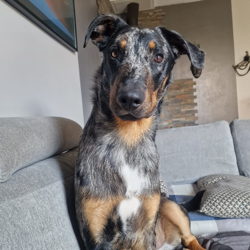 Naturopathe animalier 78 yvelines - Uther Pendragon