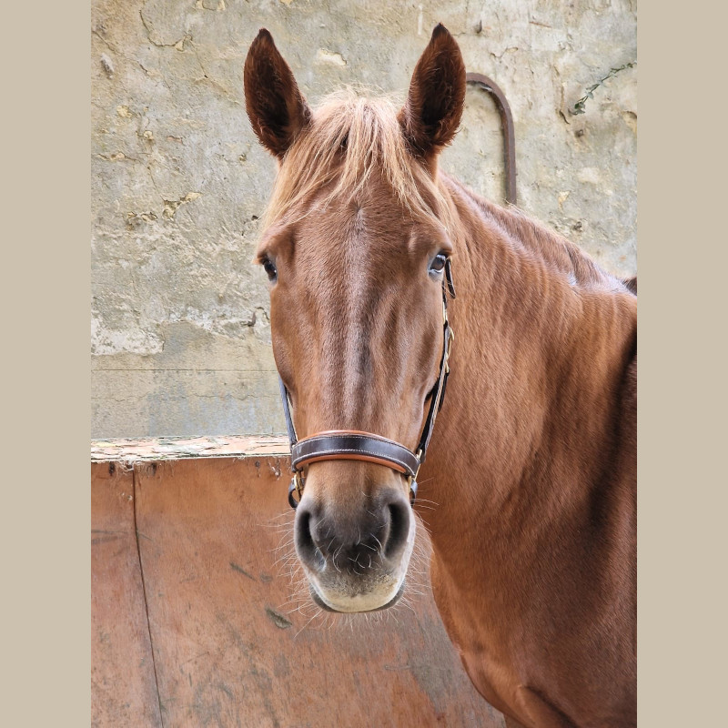 Naturopathe animalier 78 yvelines -  Filma du Ranch Vert
